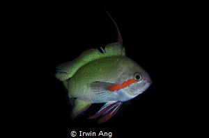A G G R E S S I V E 
Male Threadfin Anthias (Nemanthias ... by Irwin Ang 